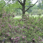 Weigela florida Rumba — photo 3