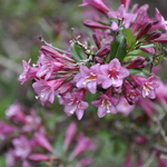 Weigela florida Rumba — photo 4