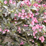 Weigela florida Tango — photo 2