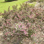 Weigela florida Tango — photo 3