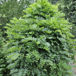 Wisteria floribunda 'Aunt Dee' — photo 2