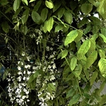 Wisteria floribunda 'Aunt Dee' — photo 3