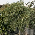 Alnus pendula — photo 1