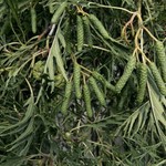 Alnus pendula — photo 2