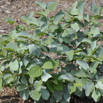 Fothergilla gardenii 'Blue Shadow' — photo 3