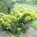Cephalotaxus Watnong — photo 2
