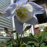 Aquilegia 'Bunting' — photo 1