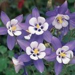 Aquilegia 'Bunting' — photo 2