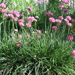 Armeria maritima 'Rubrifolia' — photo 3