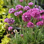 Armeria maritima 'Splendens' — photo 6