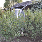 Aronia melanocarpa 'Autumn Magic' — photo 3