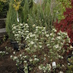 Aronia melanocarpa 'Autumn Magic' — photo 4