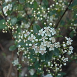 Aronia melanocarpa 'Autumn Magic' — photo 5