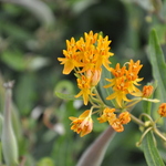 Asclepias tuberosa — photo 1