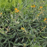 Asclepias tuberosa — photo 2