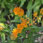 Asclepias tuberosa — photo 3