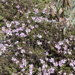 Aster 'Wood's Pink' — photo 2
