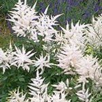 Astilbe x arendsii 'Weisse Gloria' — photo 2