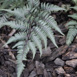 Athyrium goeringianum Pictum — photo 1