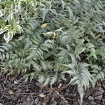 Athyrium goeringianum Pictum — photo 2