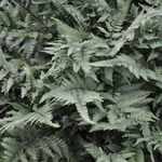 Athyrium goeringianum Pictum — photo 3