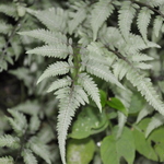 Athyrium niponicum pictum 'Jap Painted' — photo 3