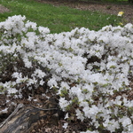 Azalea 'Delaware Valley' — photo 3
