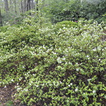 Azalea 'Delaware Valley' — photo 4
