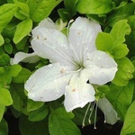 Azalea 'Delaware Valley' — photo 5