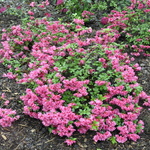 Azalea 'Girard's Rose' — photo 2