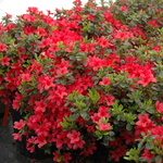 Azalea 'Hino Crimson' — photo 2