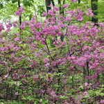 Azalea 'Poukhanense' — photo 2