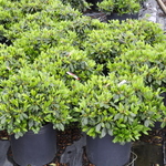 Azalea 'Amagasa' — photo 2