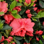 Azalea 'Amagasa' — photo 3