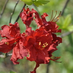 Azalea 'Arneson Ruby' — photo 3