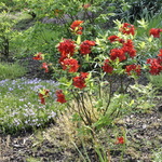 Azalea 'Arneson Ruby' — photo 4