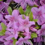 Azalea 'Corsage' — photo 2