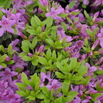 Azalea 'Corsage' — photo 3