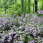 Azalea 'Elsie Lee' — photo 2
