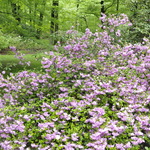 Azalea 'Elsie Lee' — photo 3