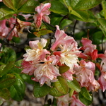 Azalea Exbury 'Cannon's Double' — photo 2
