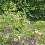 Azalea Exbury 'Cannon's Double' — photo 3