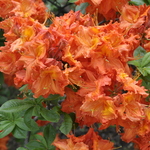 Azalea 'Gibraltar' — photo 1