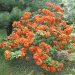 Azalea 'Gibraltar' — photo 2