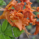 Azalea 'Gibraltar' — photo 3