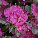 Azalea 'Girard's Fuchsia'(Girard Hybrid) — photo 2