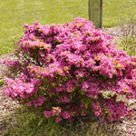 Azalea 'Girard's Fuchsia'(Girard Hybrid) — photo 3