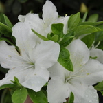 Azalea 'Girard's Pleasant White' (Girard Hybrid) — photo 3