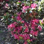 Azalea Gloria'(Southern Indica Hybrid) — photo 2