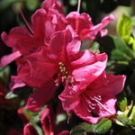 Azalea Gloria'(Southern Indica Hybrid) — photo 3